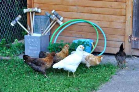 Are Backyard Chickens Pets or Food? Image